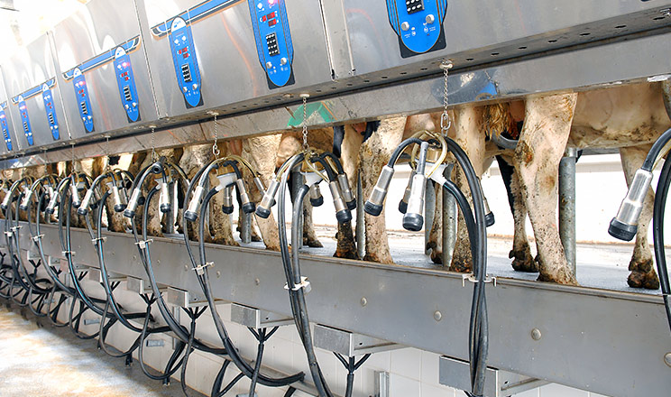 Аналіз зразків танкового молока дає змогу контролювати здоров’я дійних корів