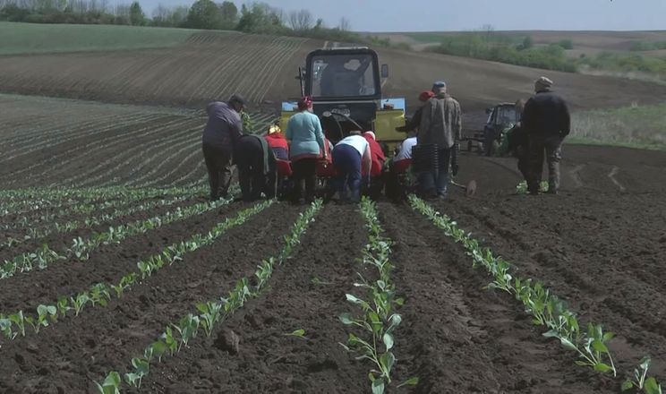 Волинський фермер вирощує овочі замість зернових