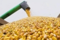 Експортний попит на кукурудзу в Україні різко скоротився