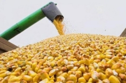 Експорт кукурудзи перевищив 23 млн тонн