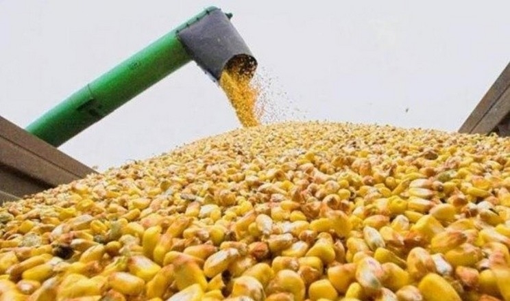 Знижується попит на фуражну кукурудзу