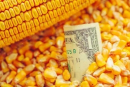 Ціни на кукурудзу в портах перетнули позначку 170$