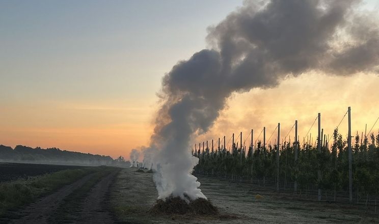 Паління тюків майже не захищає сад від приморозків — досвід господарства