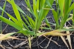 Передчасне пожовтіння листків нижнього ярусу виявили на пшениці озимій