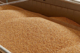 Ціни на пшеницю нового врожаю знизилися до 10$/т