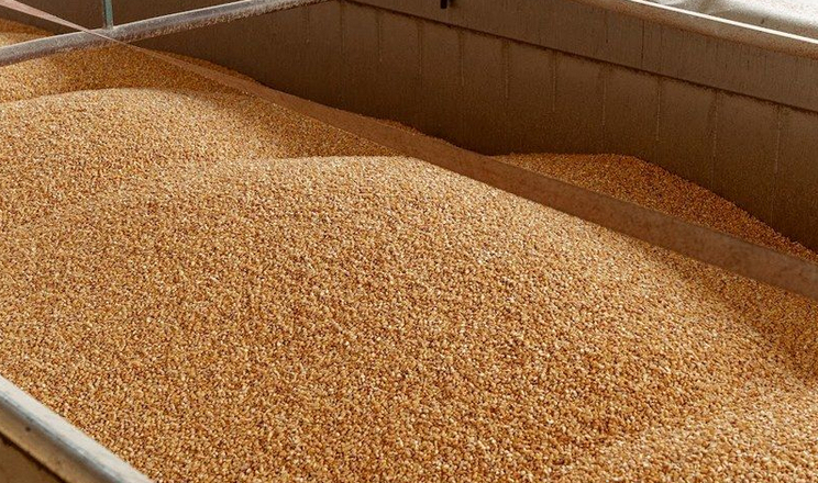 Сповільнюються попит та зростання цін на пшеницю старого врожаю