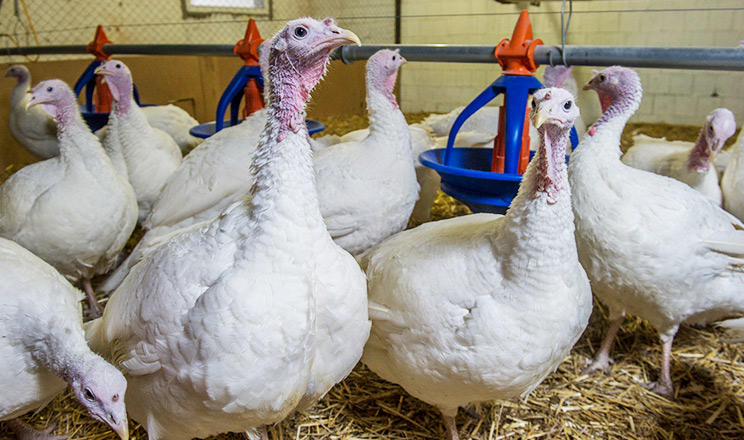 2023 року виробництво індичатини у ЄС знову збільшилось після трирічного скорочення, а в Україні повернулось на довоєнний рівень