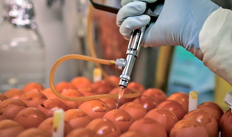 Безпечна ефективна одноразова вакцина для інкубаторів проти хвороби Гамборо забезпечує здоров’я птиці