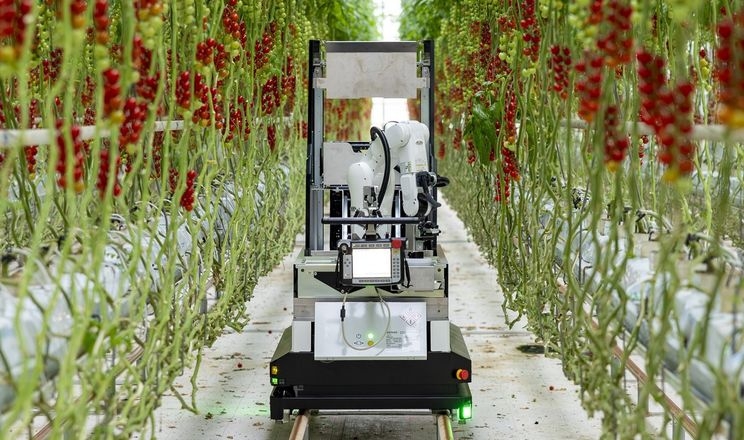 На ринок вийде робот для збирання томатів черрі