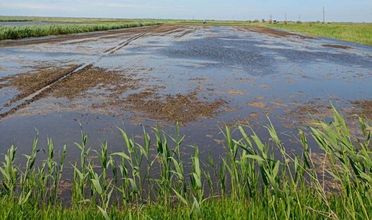 На Одещині розпочали рисову посівну компанію 