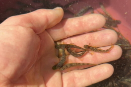 11 млн екземплярів цінних видів рибторік вселили у водойми України