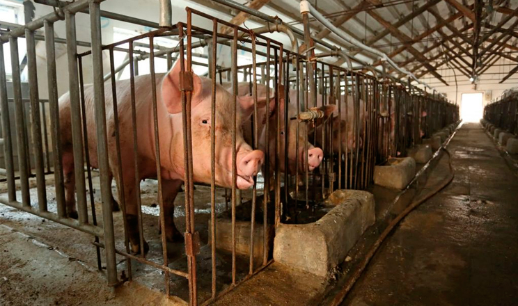 Закупівельна ціна на живець свиней опустилася до 58,4 грн/кг