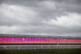 Нідерландські тепличники знову збільшили споживання енергії