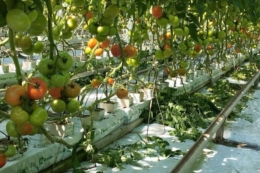 В теплицях «Агроконцерну» збирають 40 кг/м<sup>2</sup> томатів