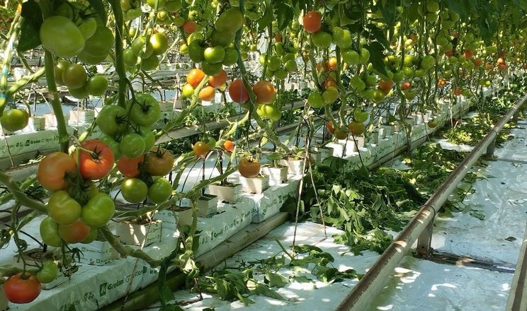 В теплицях «Агроконцерну» збирають 40 кг/м<sup>2</sup> томатів