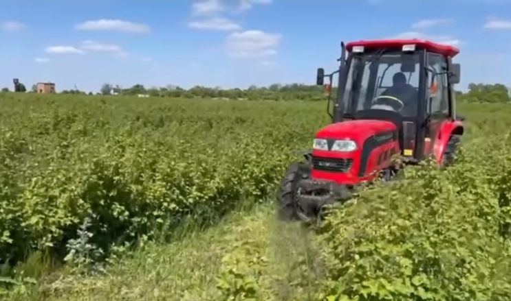 Плантації «Смачної ягідки» посадили на місці смітника