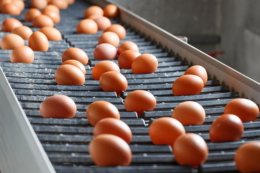Експорт яєць за 4 місяці зріс на 28,5%, хоча виторг дещо знизився