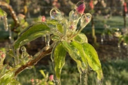 Погода зменшить урожай та погіршить якість яблук, – експерт