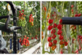 Селекціонери готуються до роботизованого збирання томатів