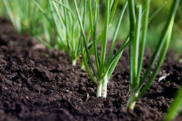 На Одещині площі під овочами зростуть на 6,5%