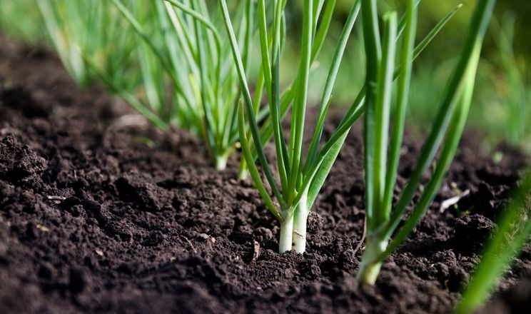 На Одещині площі під овочами зростуть на 6,5%