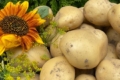 Волинський кооператив уже викопав ранню картоплю