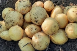 Дніпропетровський фермер зменшив площі під картоплею