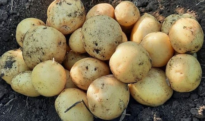 Дніпропетровський фермер зменшив площі під картоплею