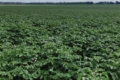 Червневі дощі покращили стан картоплі на Чернігівщині