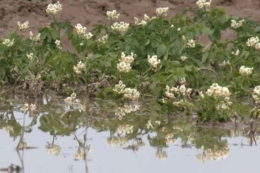Чернігівські картоплярі передискують затоплені ділянки