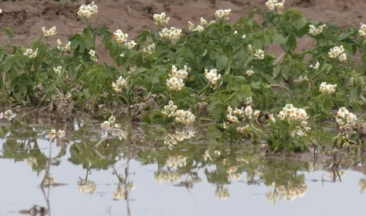 Європейські картоплярі страждають від дощів і хвороб