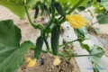 Нове тепличне господарство на Вінничині за сезон виростить до 190 тонн овочів