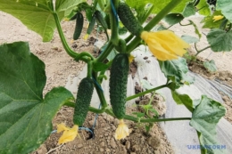 Нове тепличне господарство на Вінничині за сезон виростить до 190 тонн овочів