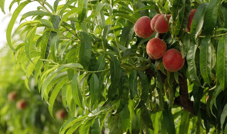 На Одещині розпочали збір органічних персиків