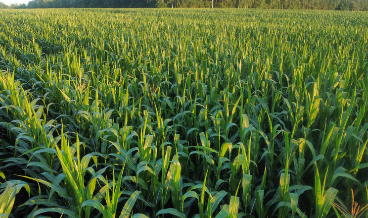 Під кукурудзу в «СІГНЕТ ХОЛДИНГ» цьогоріч відвели 55% площ