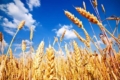 На підконтрольній Україні території Запоріжжя очікують зібрати 250 тис. тонн пшениці