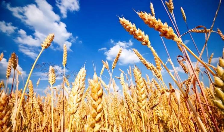 Тендери GASC встановили орієнтири цін на пшеницю для Чорноморського регіону на новий сезон