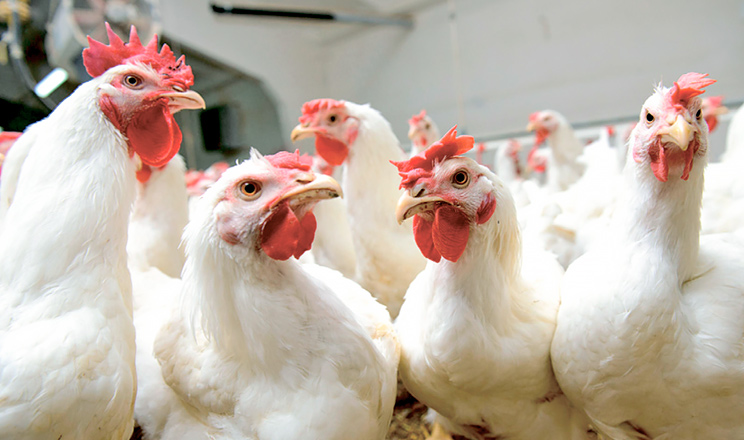 Від стану печінки птиці залежить її здоров’я та продуктивність