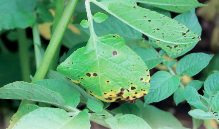 Альтернаріоз картоплі — є рішення
