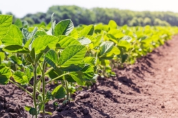 Надійний захист соняшнику й сої – урожай без втрат: рекомендації фахівця