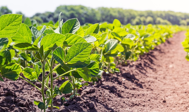 Надійний захист соняшнику й сої – урожай без втрат: рекомендації фахівця