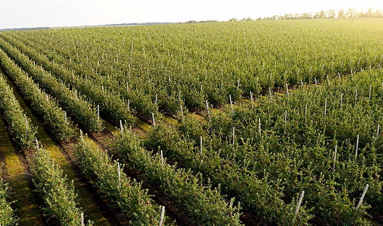 Розвиток шкідників у яблуневому саду в сезоні-2024