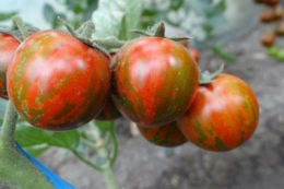 Румунські вчені вивели сорт триколірних томатів черрі