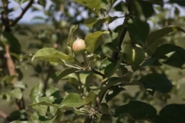 Вінницька компанія втратила більше половини яблук через приморозки