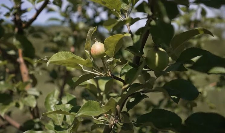 Вінницька компанія втратила більше половини яблук через приморозки