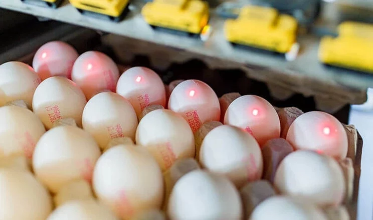 Освоєння європейського ринку експортерами яєць потребуватиме відповідності їхніх господарств вимогам ЄС