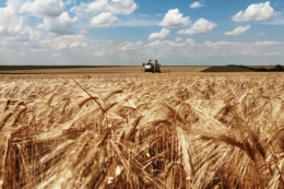 На півдні Одещини стартували жнива
