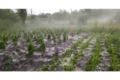 Зливи та гради пошкодили молдавські сади та поля