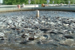 На Черкащині торік добули найбільше водних біоресурсів у аквакультурі