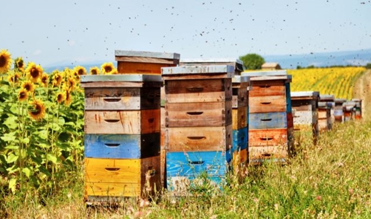 Використання безпечних ЗЗР унеможливлює потраву бджіл – агрономи